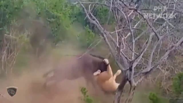 Massai Tribe Combined With Wild Horses To Stop Lion King Brutal Attack смотреть онлайн