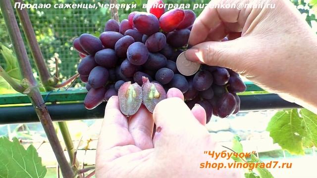 Виноград Румейка ранний срок созревания, красная крупная года и хрустящая мякоть! Красопетка короче смотреть онлайн