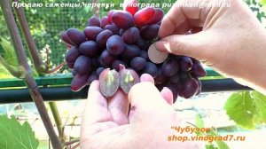 Виноград Румейка ранний срок созревания, красная крупная года и хрустящая мякоть! Красопетка короче