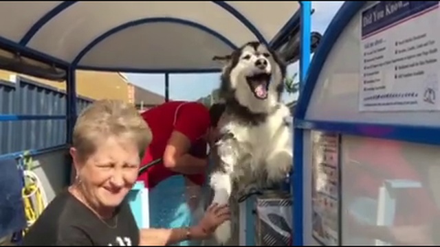 Собаку купают смотреть онлайн