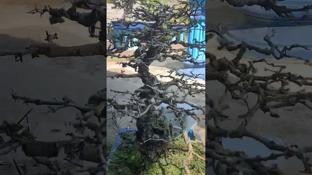 PROSES WIRING BONSAI PILANG смотреть онлайн