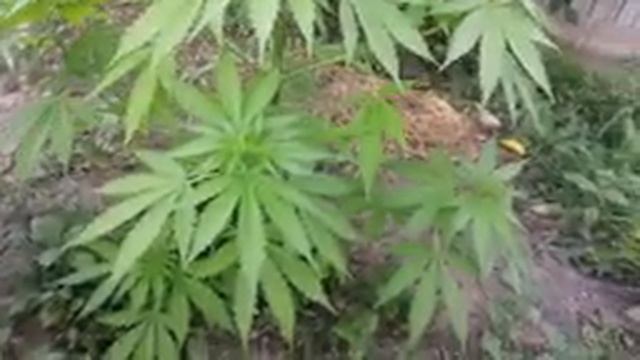 "Outdoor 3"Big Devil, Early Skunk 50 Дней, Agamotto 51 День. АУТ 2021 ? смотреть онлайн