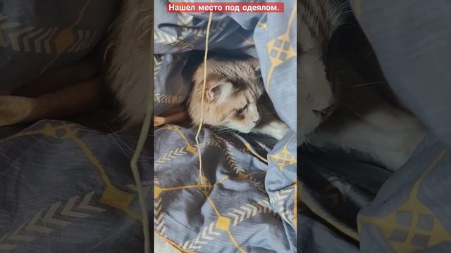 Это его место, не достать. смотреть онлайн