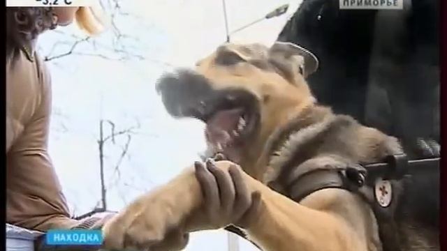 В Приморье заступила на службу третья собака-проводник ПТР смотреть онлайн