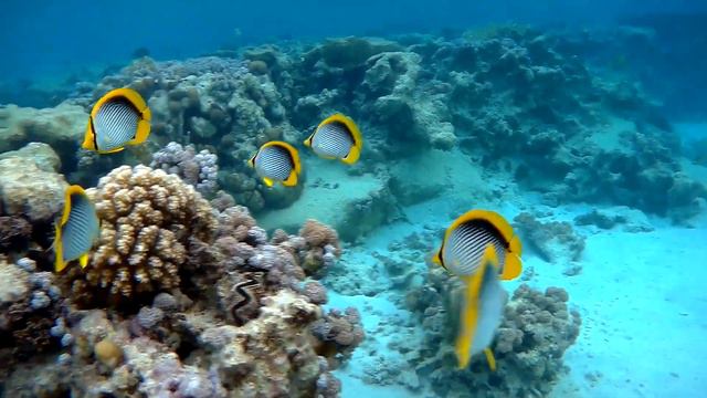Black-backed butterflyfish (Chaetodon melannotus), Черноспинная рыба-бабочка смотреть онлайн