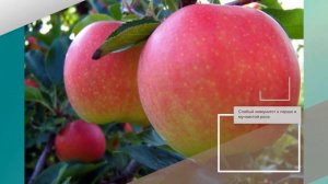 Яблоня Гала - обзор сорта