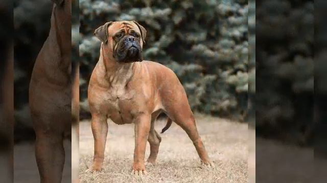 Собака породы Бульмастиф смотреть онлайн