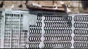 Мраморные Белохвостые Голуби - Степан Куюмджян продолжает снимать Голубеводов Армении