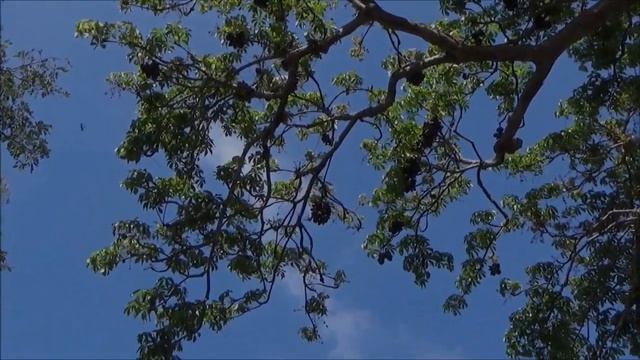Java olive (Sterculia foetida) - part 1 смотреть онлайн