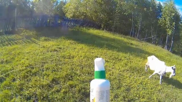 СПАСАЮ ЖИВОТНЫХ ОТ МУХКОМАРОВКЛЕЩЕЙ .