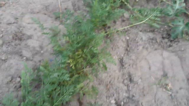 Огород: Перший урожай моркви🥕і останній цибулі😊👍🏽 смотреть онлайн
