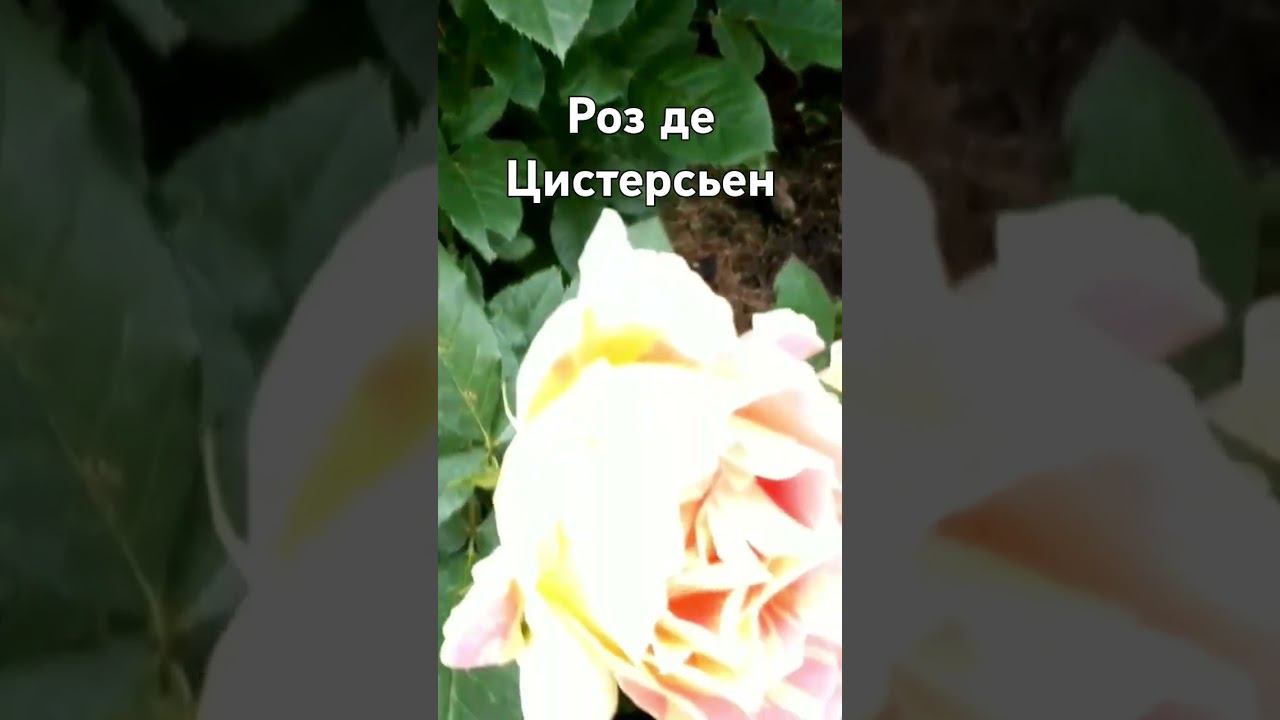 Роз де Цистерсьен смотреть онлайн