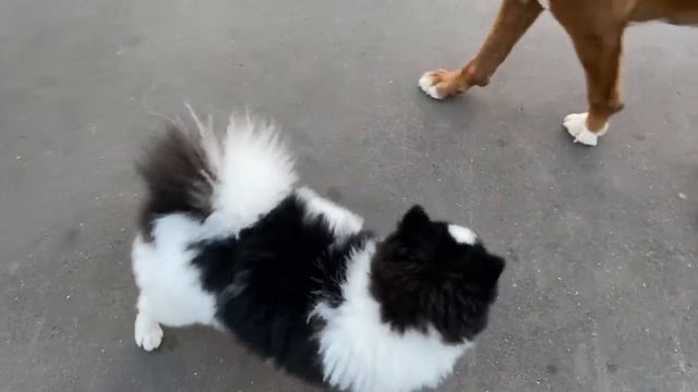 БУЛЬДОГ, ШПИЦ и БОКСЁР ТАЙСОН смотреть онлайн