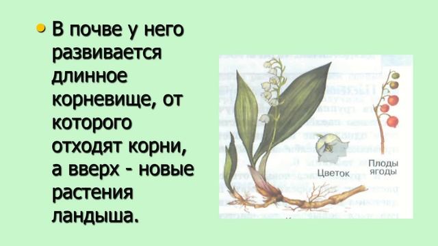 Дикорастущие лилейные. Ландыш биология 7 класс смотреть онлайн