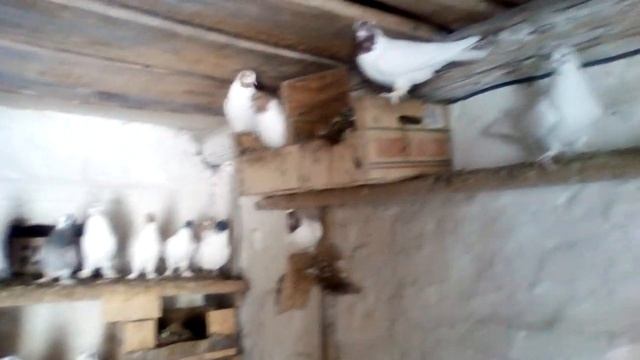 Нет погоды - голуби в голубятне смотреть онлайн