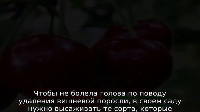 Как избавиться от поросли вишни на участке смотреть онлайн