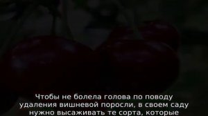 Как избавиться от поросли вишни на участке