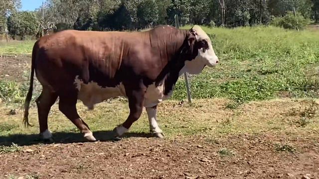 Strathgyle Samboy - Lot 22 - National Braford Sale 2021 смотреть онлайн