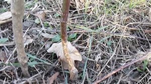 Мыши обгрызли кору на саженце - что делать?