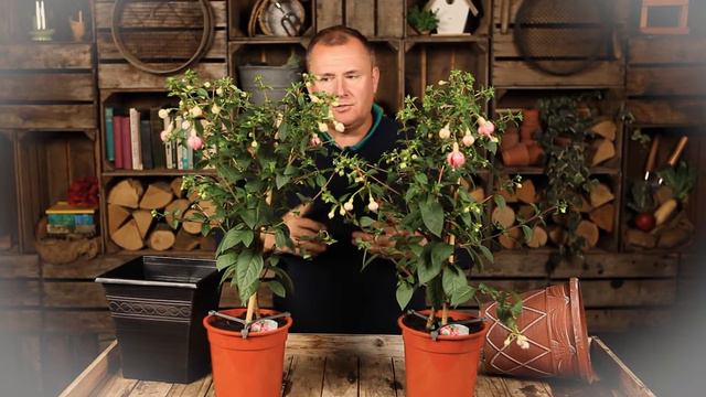 Fuchsia Trees with Peter McDermott смотреть онлайн