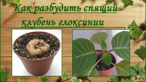 Как разбудить спящий клубень глоксинии