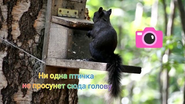 Сплошное умиление! Чёрная белка трескает семечки и орехи на кормушке в Петербурге смотреть онлайн