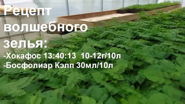 Переваливаю кассетную рассаду ежевики и малины в стаканы смотреть онлайн