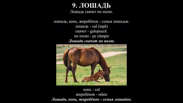 Урок 8 - Познакомимся с домашними животными (Lecția 8 - Învățăm animalele domestice) смотреть онлайн