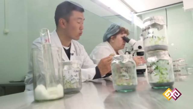 "Бүгінгі ғылым" - Биотехнология (картоп) (015) 03.06.15 смотреть онлайн