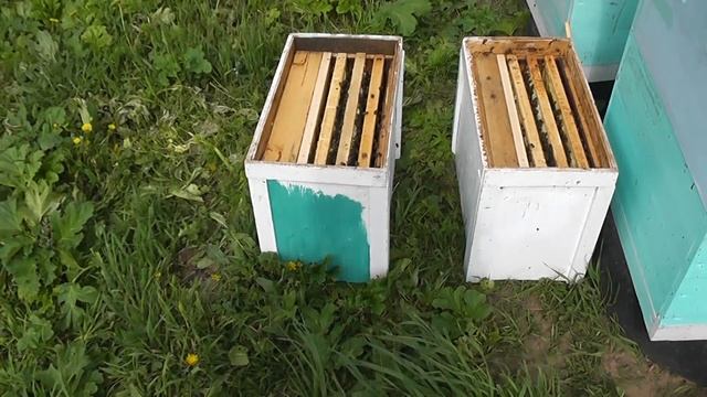 Отводки от воспиталок на зрелый маточник . смотреть онлайн