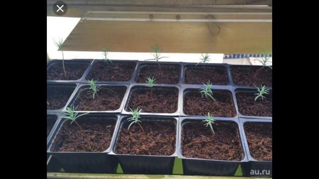 "Апрельская рассада цветов" смотреть онлайн