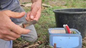 Прививка винограда черным по черному,в приклад на штамб куста.