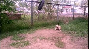 Стаффорд играет с покрышкой.