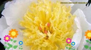 Пион молочноцветковый Примевере. Краткий обзор, описание характеристик paeonia lactiflora Primevere