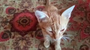 Котятам 4 месяца