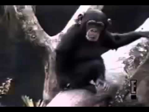 обезьяна Monkey