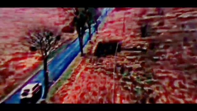 Ручной дракон??