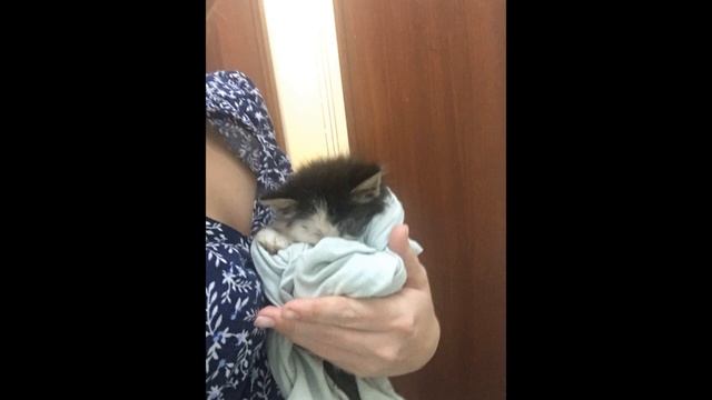 Пёс тащил девушку в сторону ямы, чтобы она спасла маленького слепого котенка смотреть онлайн