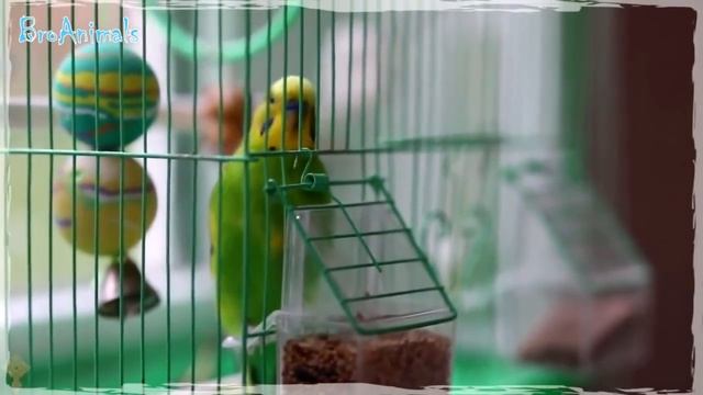 ПРИКОЛЫ С ПОПУГАЯМИ, лучшие приколы - Подборка   Funny Parrots