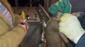 Как купировать хвосты у свиней, где правильно обрезать хвост , дюрки , как ставить железо .