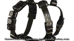 Шлейка для собак мелких и крупных пород: как выбрать