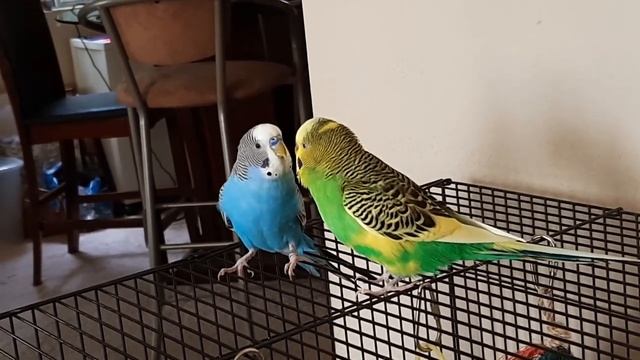 We Are Okay!! | The Birbs Are Safe! смотреть онлайн