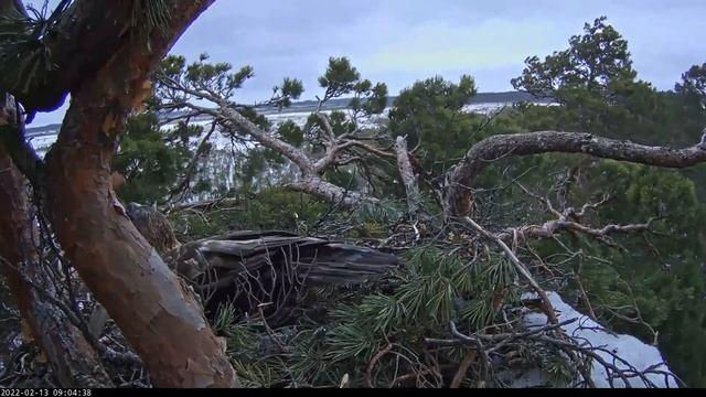 Kaljukotkas - Building the nest 2022-02-13 смотреть онлайн