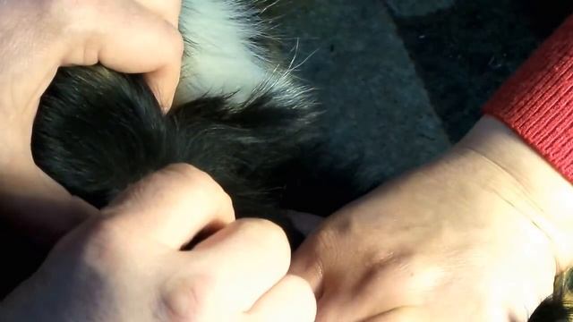 i #2 Как вытащить клеща у собаки. Клещ на собаке. How to remove the tick from the dogs. 怎麼去去掉勾選 смотреть онлайн