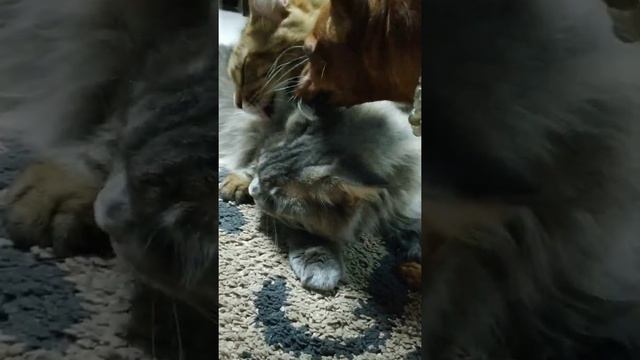 Кошка Мейн Кун и ее дочка метис Мейн Куна. смотреть онлайн