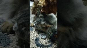 Кошка Мейн Кун и ее дочка метис Мейн Куна.