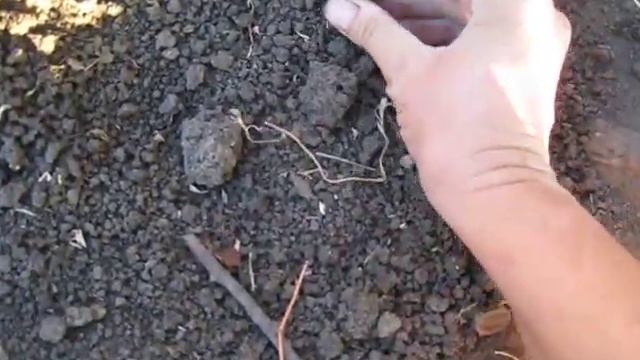 Осенняя посадка малины. Малина Полка. Малина под зиму. Малинник. Будем с вкусной ягодой. смотреть онлайн