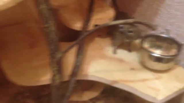 Дегу Enzo таскает погрызушку смотреть онлайн