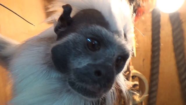 Животные и Их Секреты