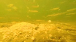 Реакция РЫБЫ на прикормку чабрец с чесноком по холодной воде.